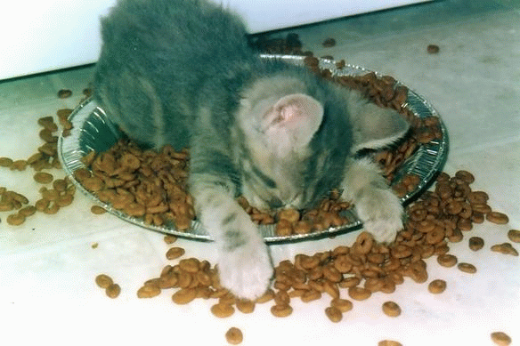 http://www.scicomp.ucsd.edu/~mholst/personal/images_cats/tired.gif